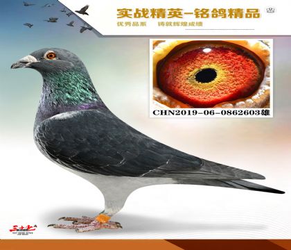 �ں���   �Ϻ���ֱ��  �ھ�����