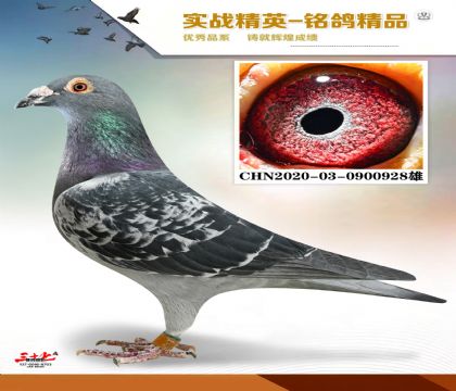 ������Ӣ�ܺں���