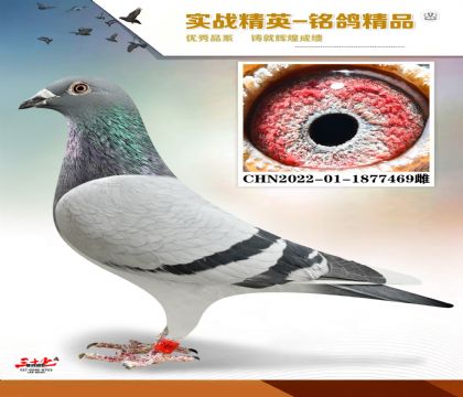 ɣ��ʿ�ǹ���