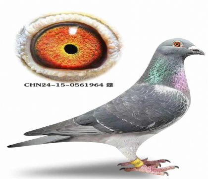 �ƹ�ɽ����ϵ����˹����Ұ���Ÿ߱��ֻ�Ѫ