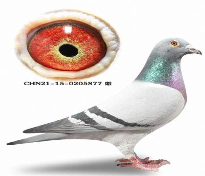 ���ٱ�Ѫ���Ǳȳ�������ŷֱ��X������ֱŮ����