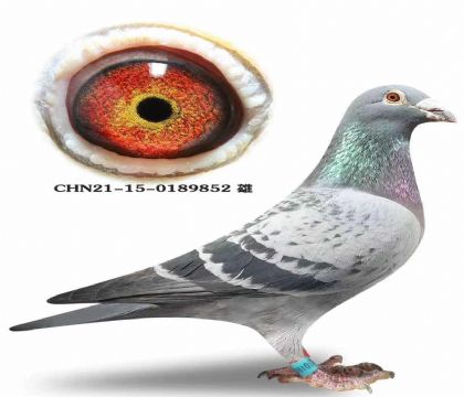 �����ϲ���ī�ƶ���ֱ��xī�ƶ���ֱŮ