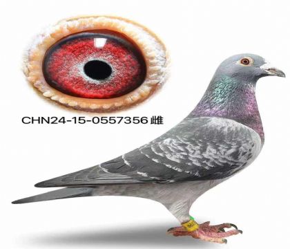 �����ȶ������ǲ��ˡ����ض�˫�ؽ����ۡ�X�����ض�����Ů