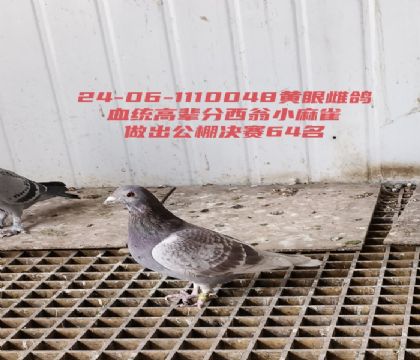 ����С��ȸ�������64��ĸ��