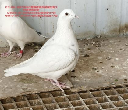 �������37������ֲ��Ĺ��ۺ�77������