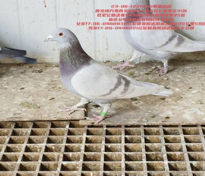 �˵�����˹����294��ĸ��