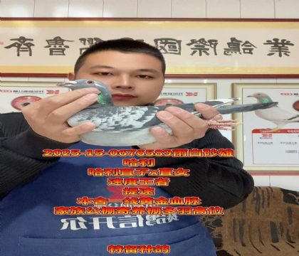 速度哈利!哈利直子x直女回血高级种雄