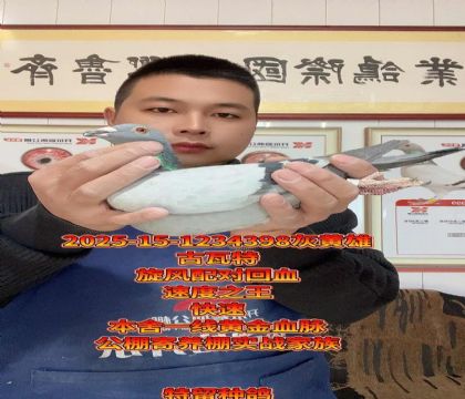 古瓦特!旋风配对直孙x直孙女回血种雄