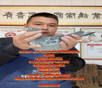 提速取款机!利奥杨直子x直孙女回血种雄