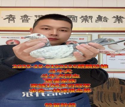 斗牛犬回血种雄!家族100多羽冠军