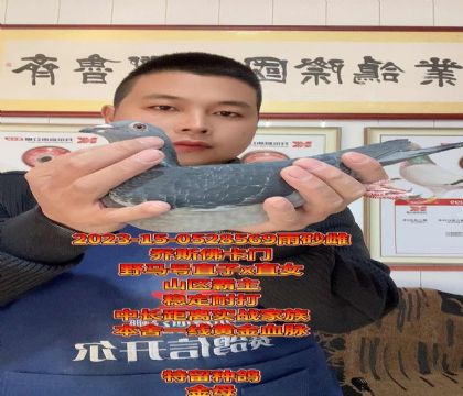 山区霸主!野马号直子x直女!回血金母