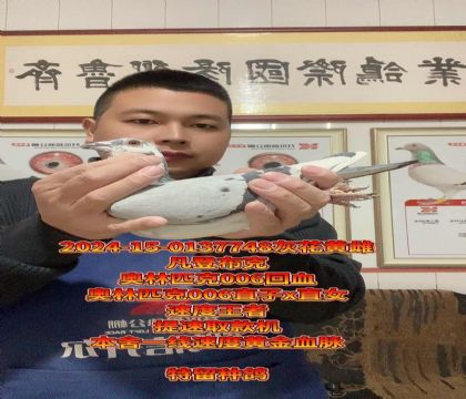 速度金母!奥林匹克006回血!完美金母