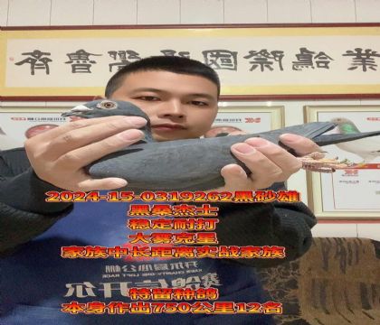 黑色印钞机!黑桑杰士!高级完美种雄