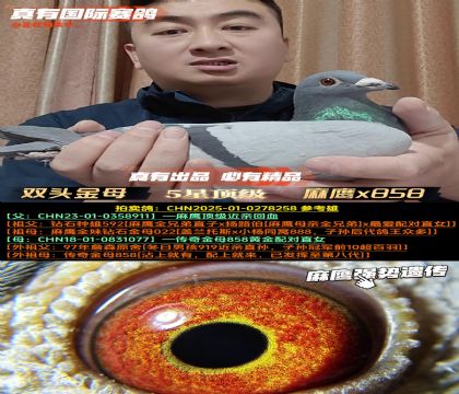 ��˫ͷ��ĸ����ӥx�����ĸ858