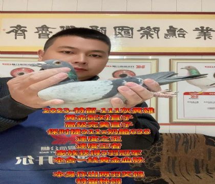 王者黄金种雄特留111!保时捷x奶酪