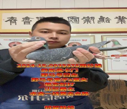 山区霸主,稳定耐打!野马号直子x直女