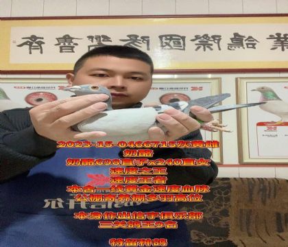 奶酪698x奶酪240!奶酪高级金母