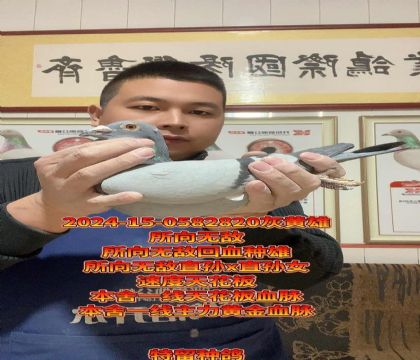 本舍一线天花板血脉!所向无敌宽眼志种雄