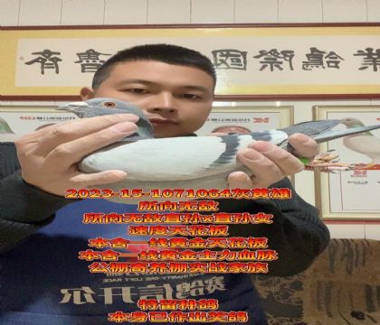 本舍一线黄金天花板血脉!所向无敌种雄