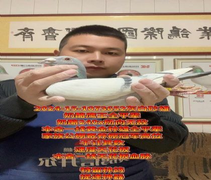 奶酪鹰王全平辈!本舍一线黄金种雄