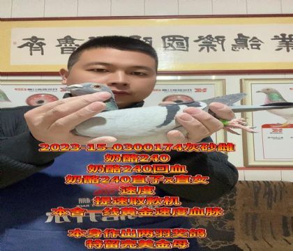 速度小金母!奶酪240直子x直女