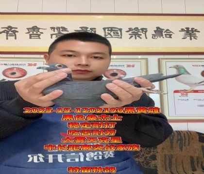 黑色桑杰士!稳定耐打!高级金母