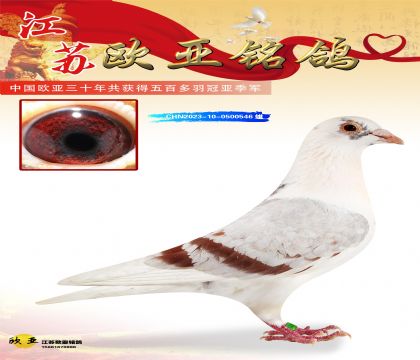 ̩ɽ��˫�ؽ���375X̩ɽ��981����