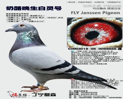 ��ĸ����