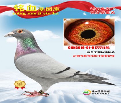 ��ɫ����˽���ָ�711