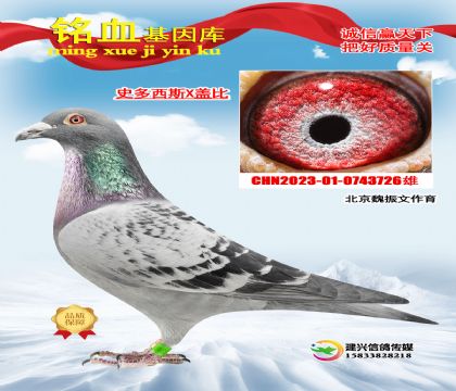 ����κ���ģ�ʷ����˹726