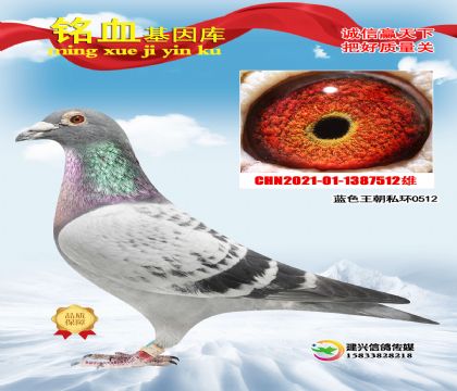 ��ɫ����˽���ָ�512��