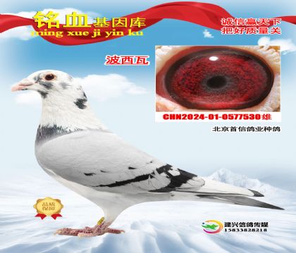 �������ţ�������530��