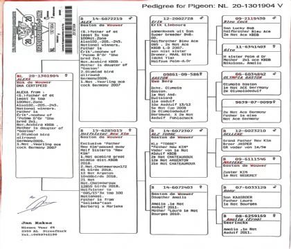 3.����Ѫϵ.1301904xx