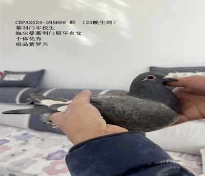 Ľ����ԭ��ֱŮ