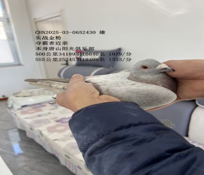 ʵս��۶����