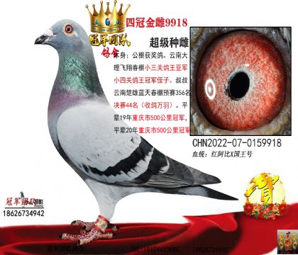 ĸ�ף�������ͭ��94��ȫ�̣�