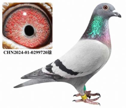 ��ɽ������������