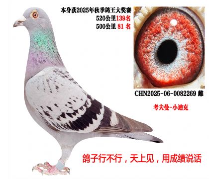 500����81����������-С�Ͽˣ�