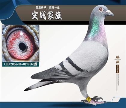 �ֲ����漣32��˫�Ǿ���