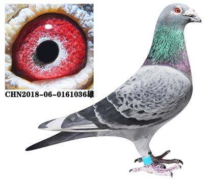 ���ػش����˵�����˹X������ģ���������18����Ӣ���ھ���