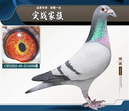 ���ڶ��ܡ��Ǳȳ�������ŷ