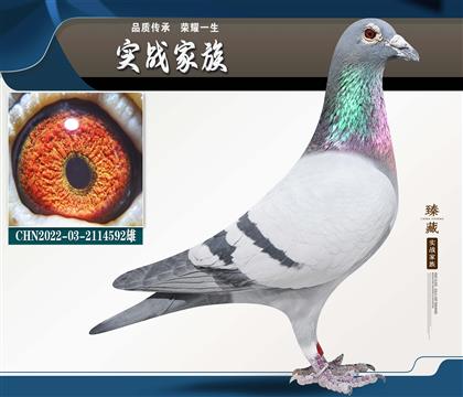 �������ܡ��Ǳȳ�������ŷ