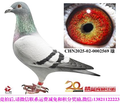 �ٰ����������롰����¡�����