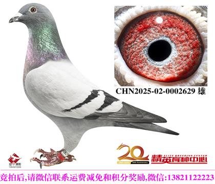 �����������롱240������ֱ��