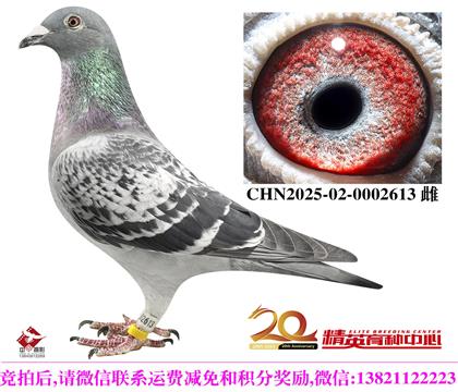 �������롱��ѻ��ض���������Ů