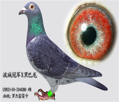 �޽ܸ��׿� ���ǹھ�X�ڰ���