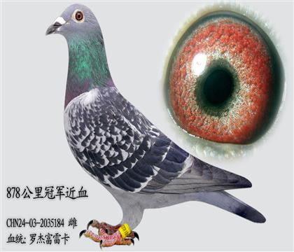 �޽ܸ��׿� 878����ھ���Ѫ