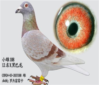 �޽ܸ��׿� 12��X�ڰ���