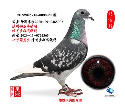 ����С���죦Ծ��һ����