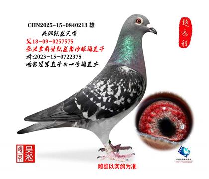 ����Ծ����Ծ����ʼ������ȫ575ֱ��